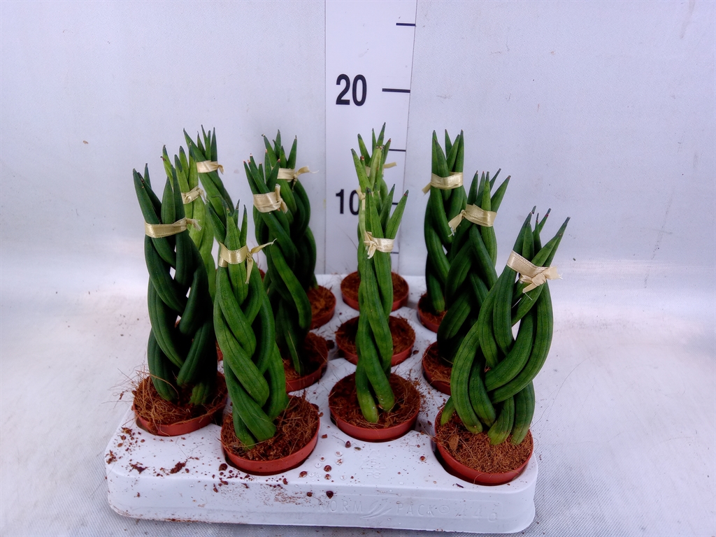 Sansev Cylindrica 6Ø 12cm