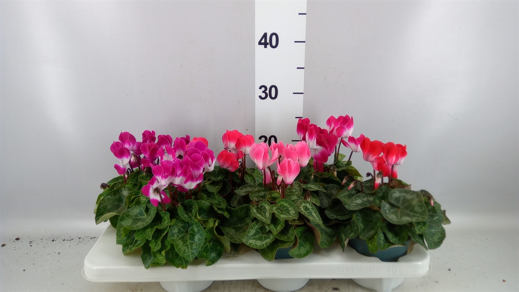 Cyclamen Midi Indiaka 12Ø 27cm