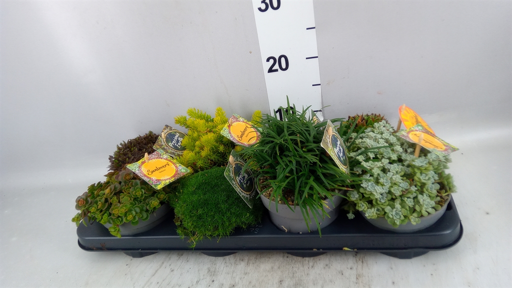 Rock Plants Mix 13Ø 15cm