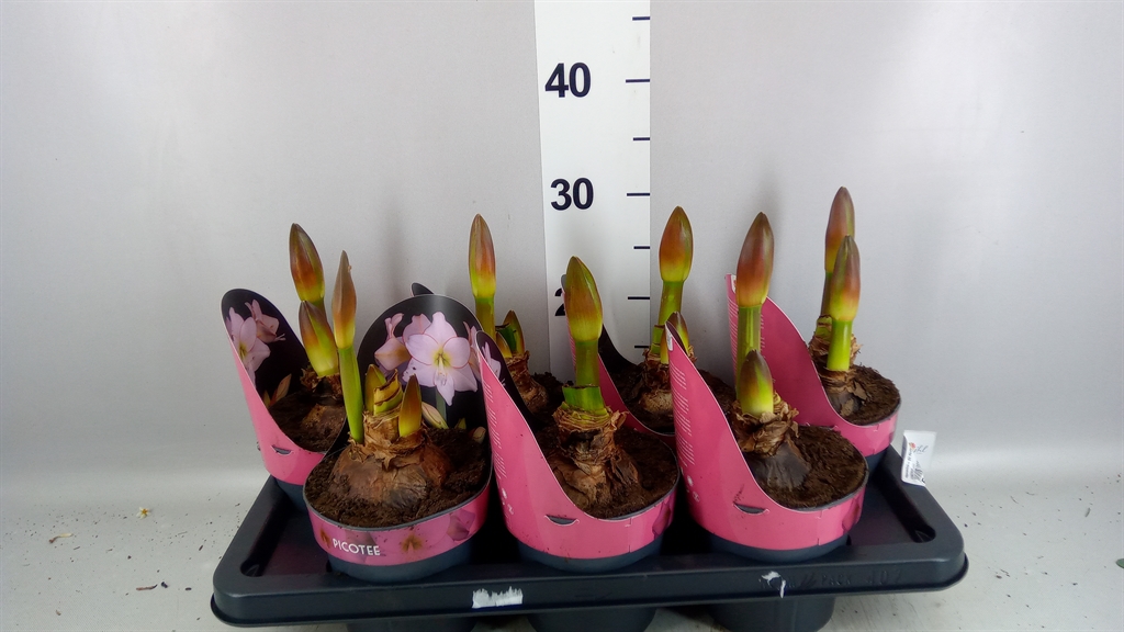 Hippeastrum Picotee 14Ø 25cm