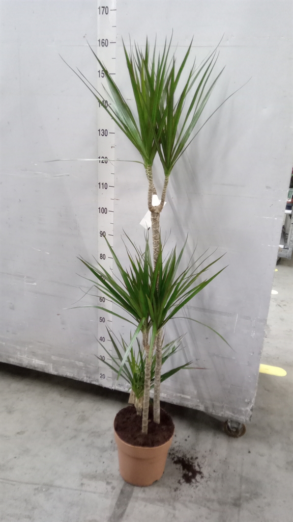 Dra Marginata 24Ø 160cm