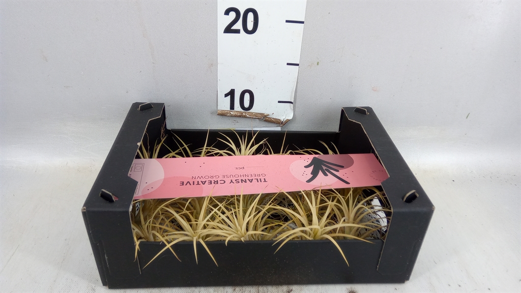 Tillandsia Ionantha