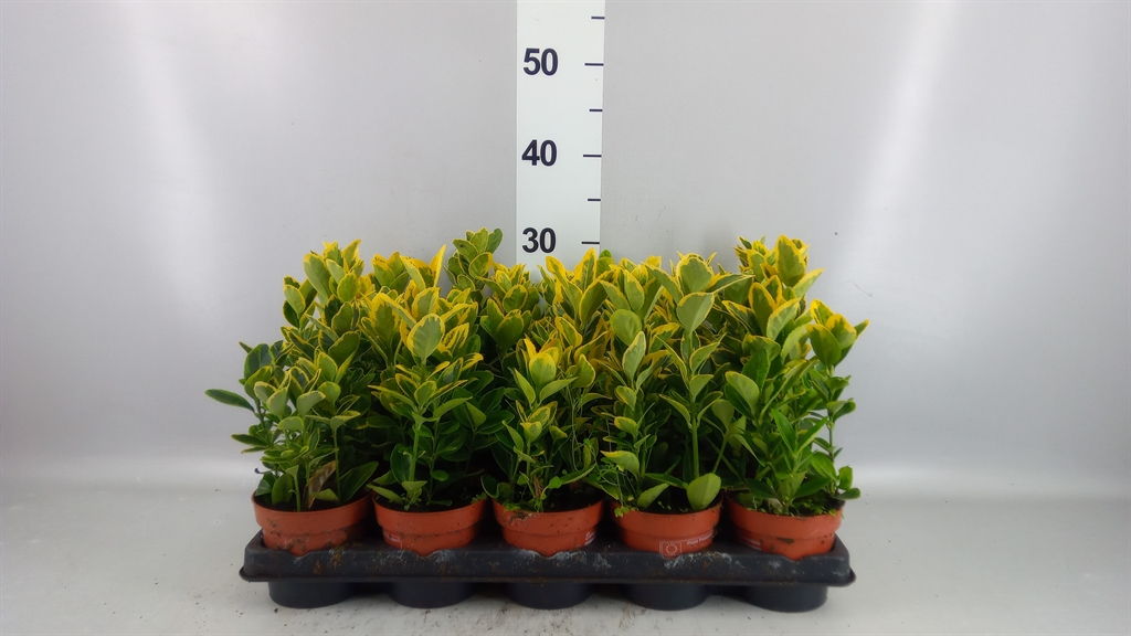 Euonymus Aureus 11Ø 25cm