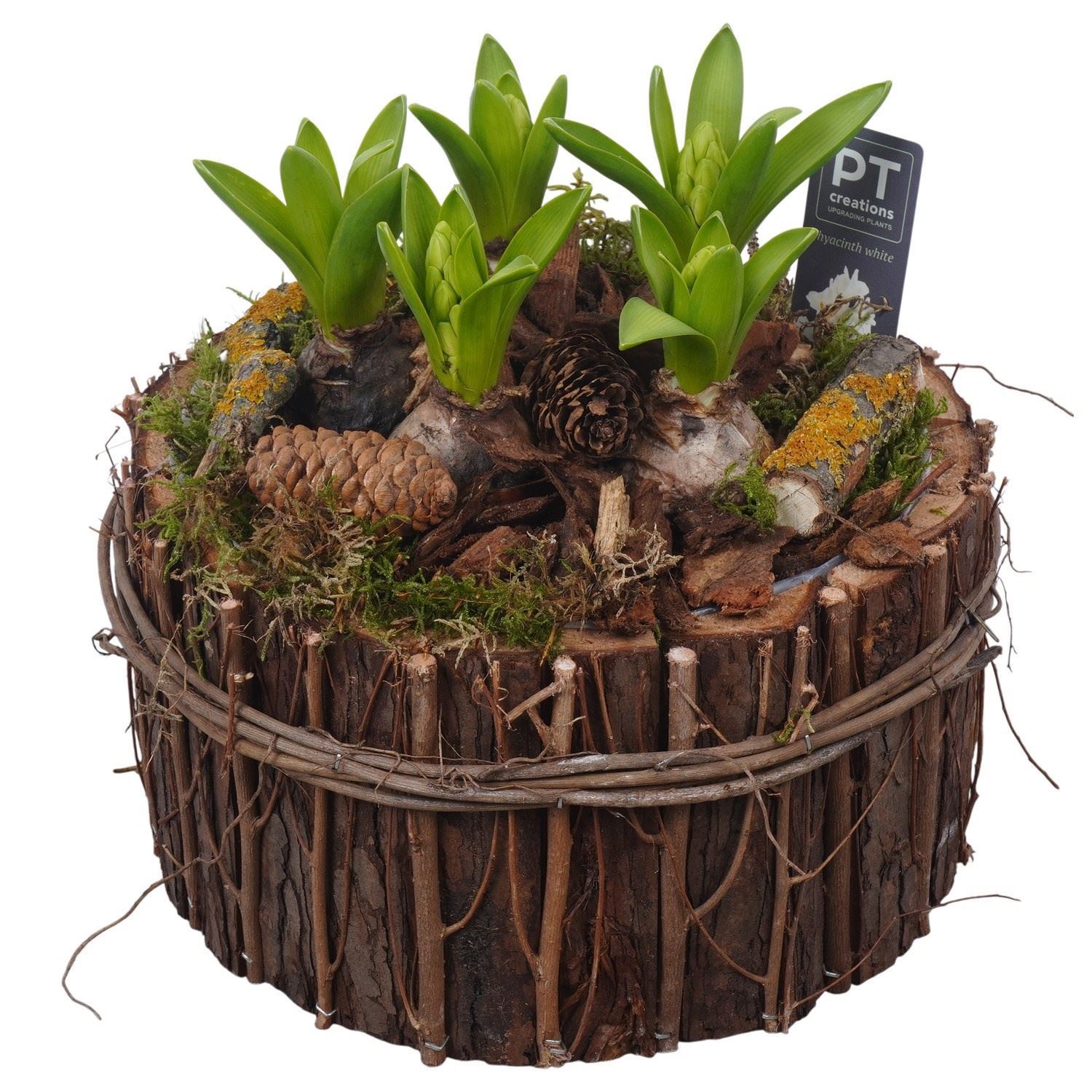 Arrangement Hyacinth 24Ø