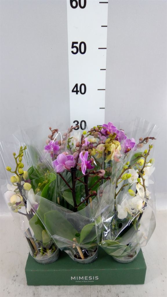 Phal Mf Gem 4 Kl 7Ø 32cm