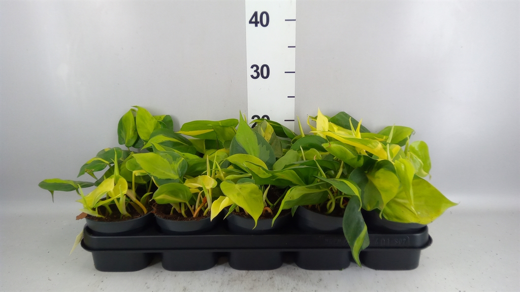 Philodendron Scandens Brasil 12Ø 25cm