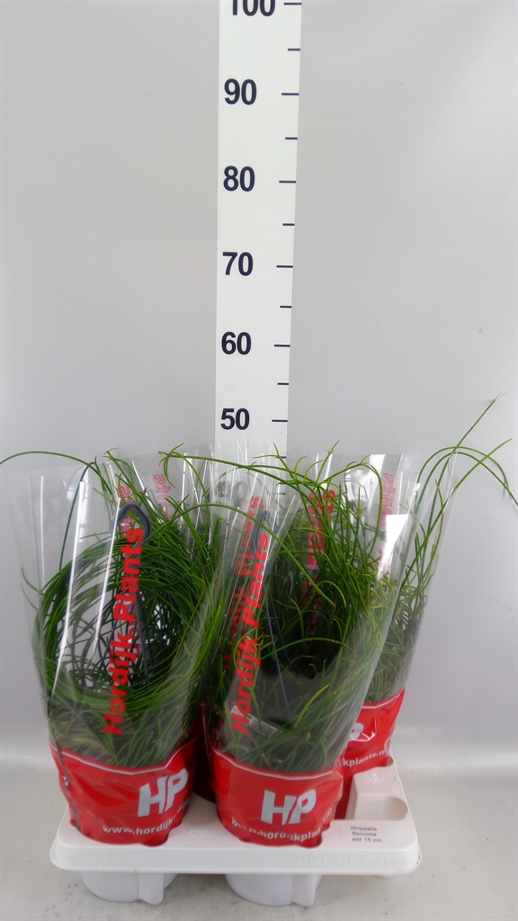 Rhipsalis Floccosa 15Ø 35cm