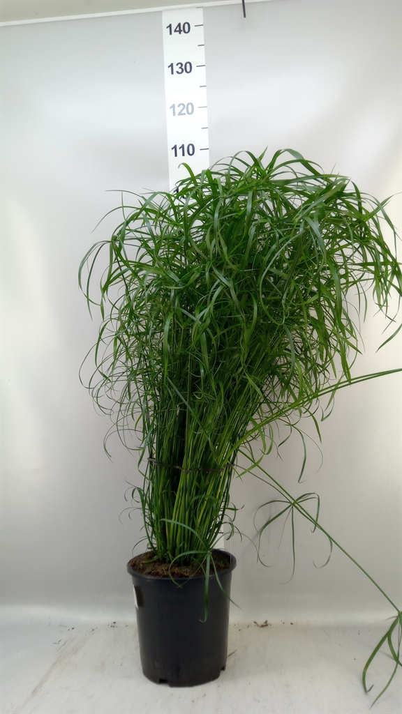 Cyperus Alternifolius 21Ø 100cm