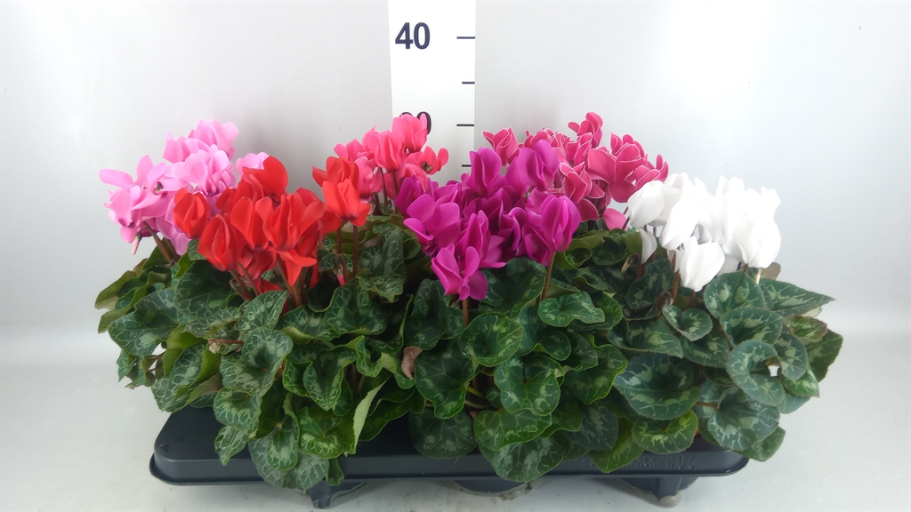 Cyclamen Midi Super Serie Macro 12Ø 30cm