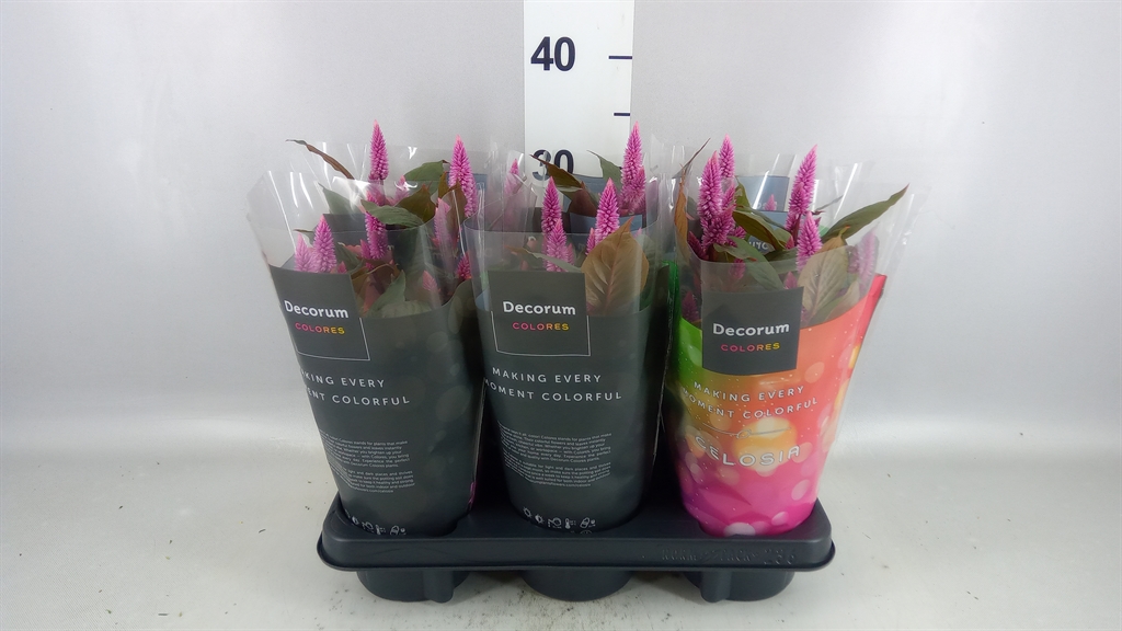 Celosia Merida Pink 12Ø 35cm