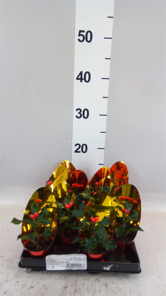 Ilex Aquifolium 20cm