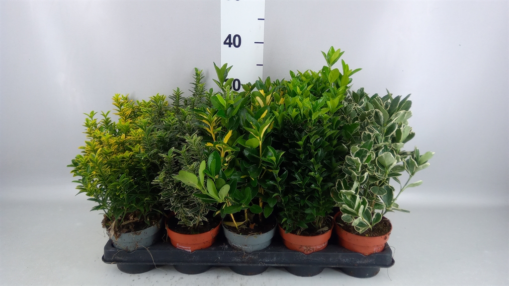 Euonymus Mix 11Ø 25cm