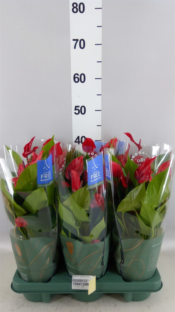 Anthurium Banderola Lava 12Ø 40cm