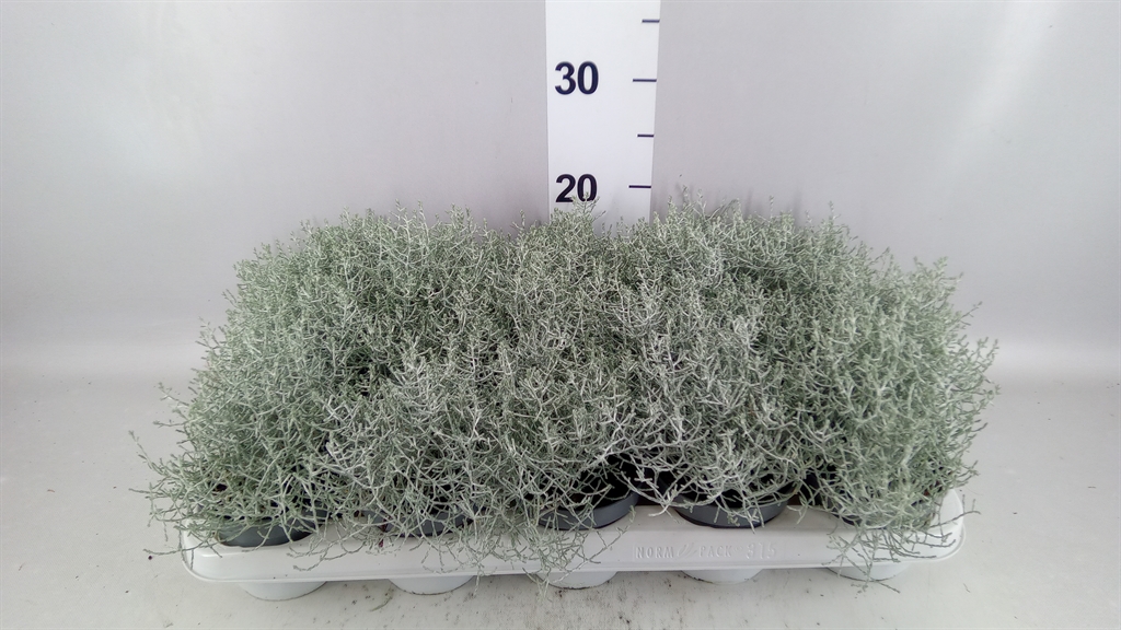 Leucophyta Brownii 10Ø 22cm
