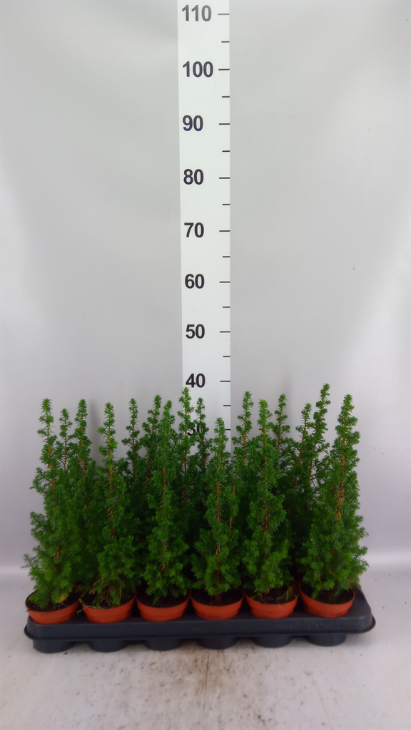 Chamaecyparis Top Point 9Ø 32cm