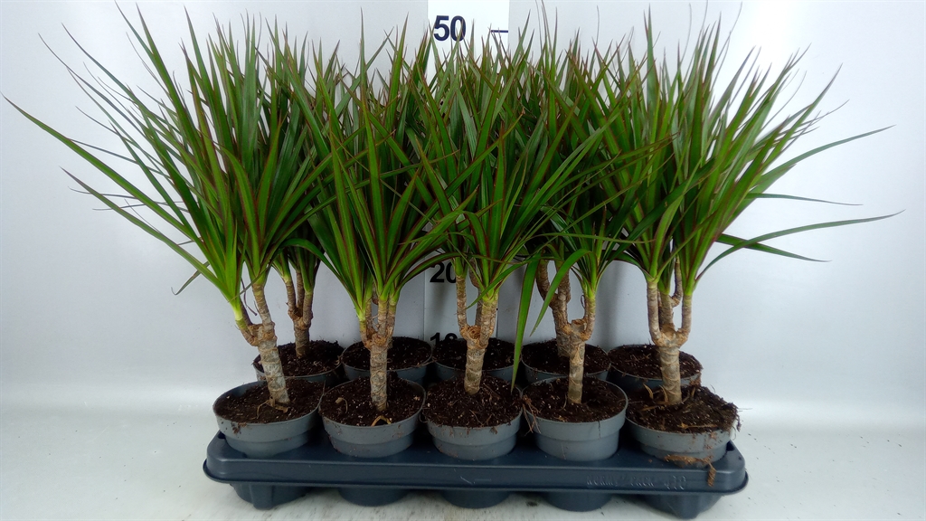 Dracaena 12Ø 45cm