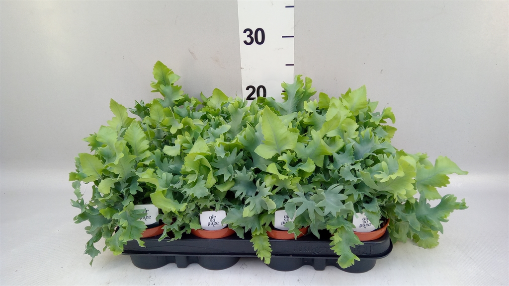 Phlebodium Aureum Davana 9Ø 15cm
