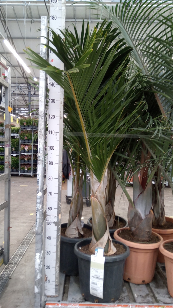 Mascarena Verschaffe 37Ø 180cm