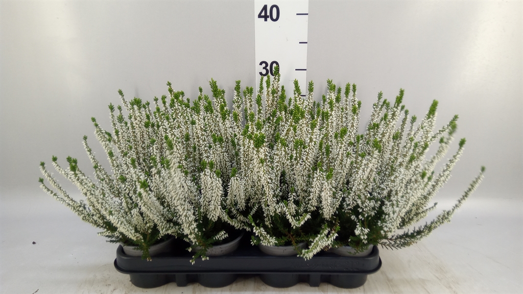 Calluna Beauty Ladies Verenka 9Ø 20cm