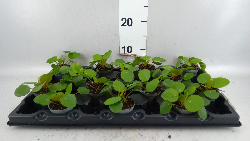 Pilea Peperomoides 6Ø 15cm