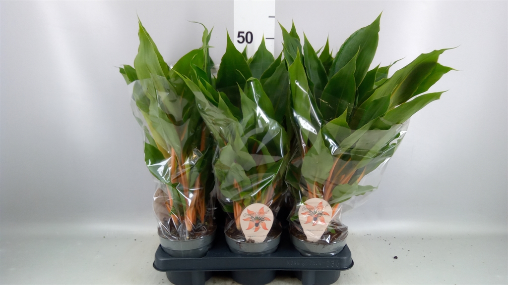 Chlorophytum Green Orange 12Ø 45cm