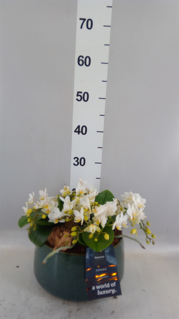 Arrangement Indoor 24Ø