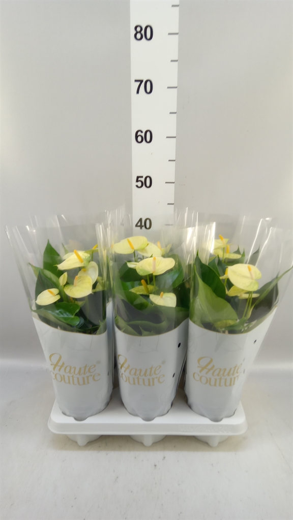 Anthurium Vanilla 12Ø 40cm