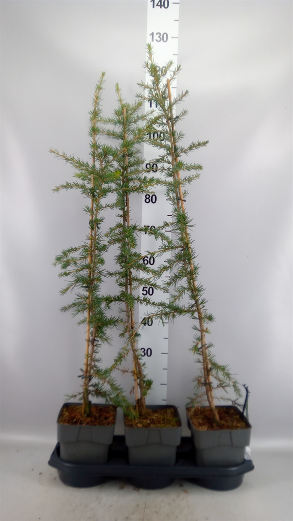 Cedru De Aurea 19Ø 110cm