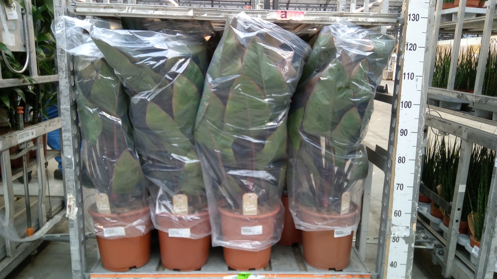 Philodendron Imperial Red 27Ø 80cm