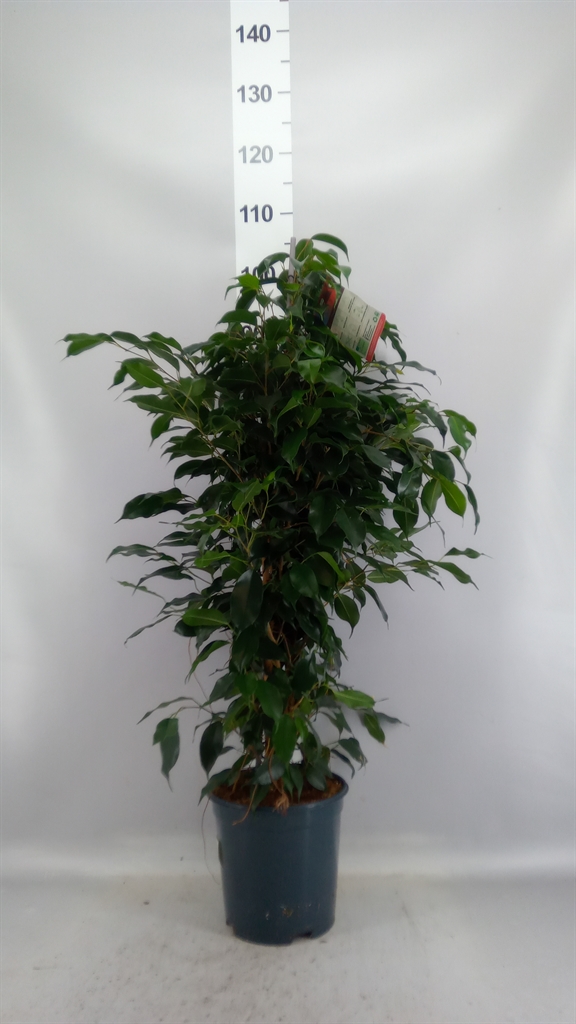 Ficus Benjamina Danielle 21Ø 105cm