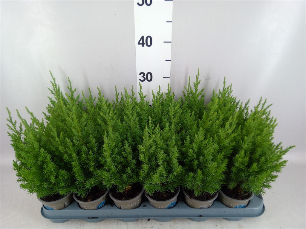Juniperus Stricta 9Ø 25cm