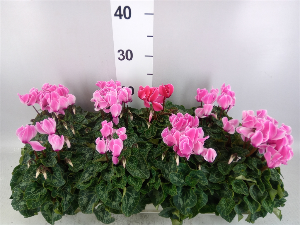 Cyclamen Super Serie Allure 10Ø 25cm