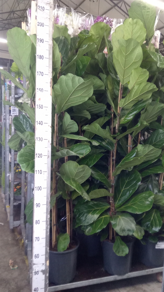 Ficus Lyrata 30Ø 180cm