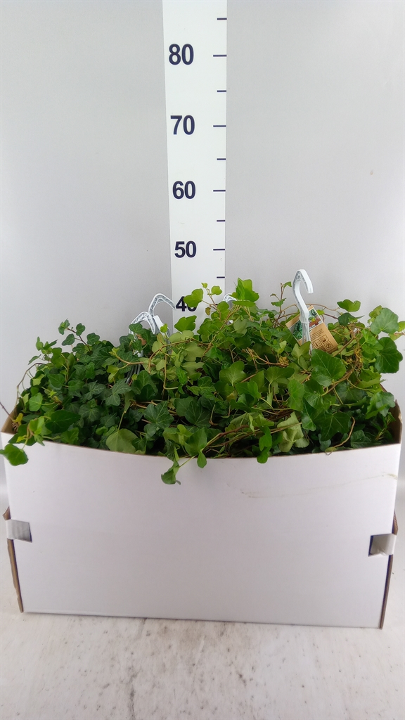 Hedera Helix Wonder 17Ø 80cm