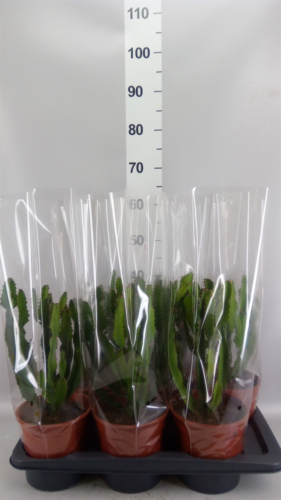 Euphorbia Candelabrum 17Ø 40cm