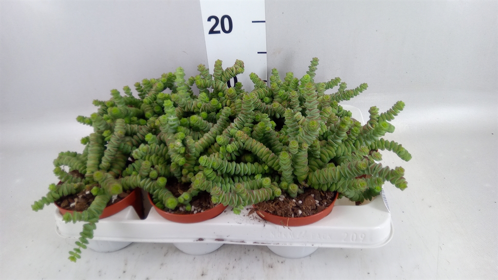 Crassula Marnieriana 11Ø 15cm