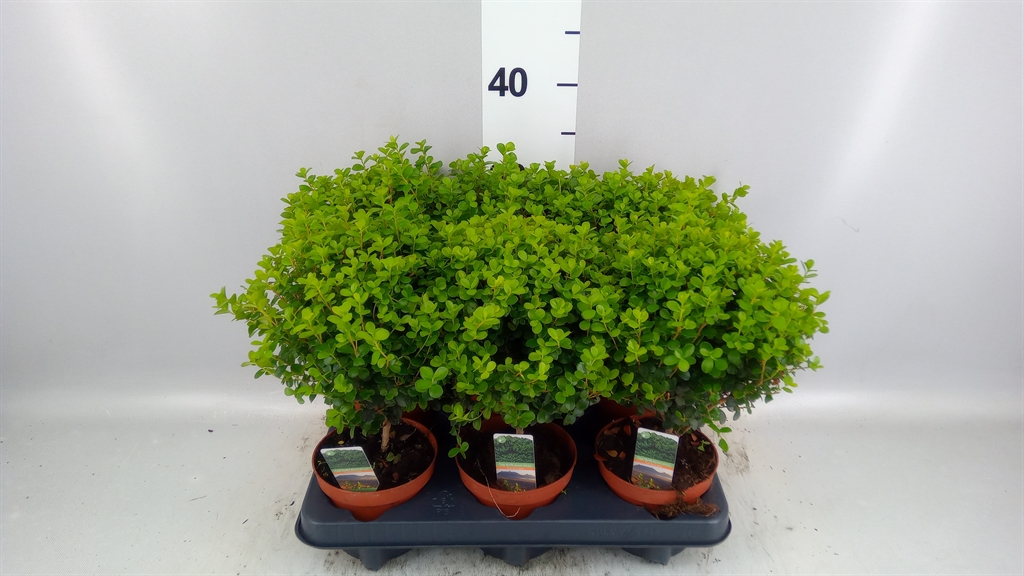 Myrsine Africana 12Ø 30cm