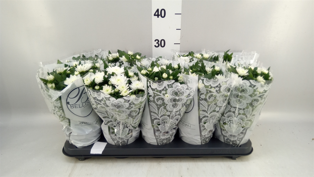 Chrysanth Da Vinci White 12Ø 25cm