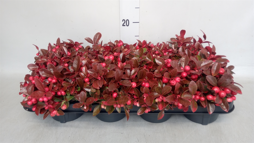 Gaultheria Procumbens 11Ø 20cm