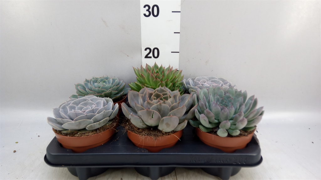 Echeveria Mixed 12Ø