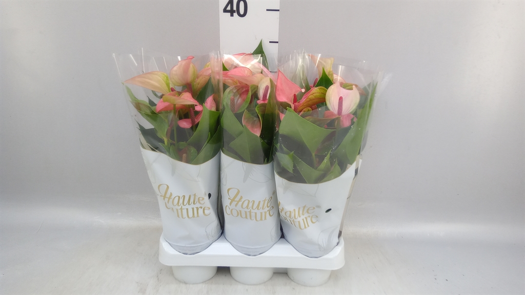 Anthurium Matata 9Ø 29cm