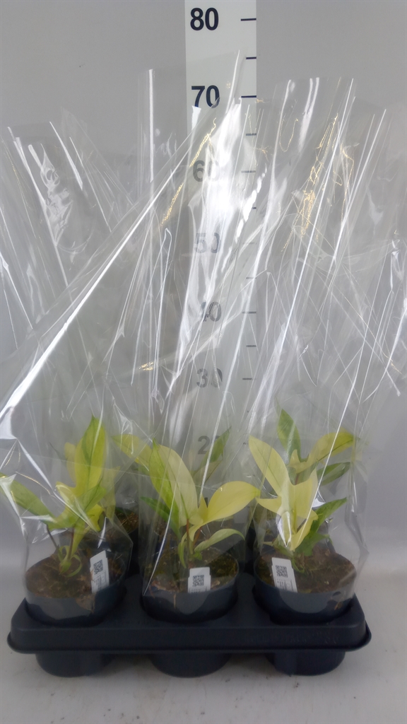 Philodendron Florida Ghost 12Ø 30cm