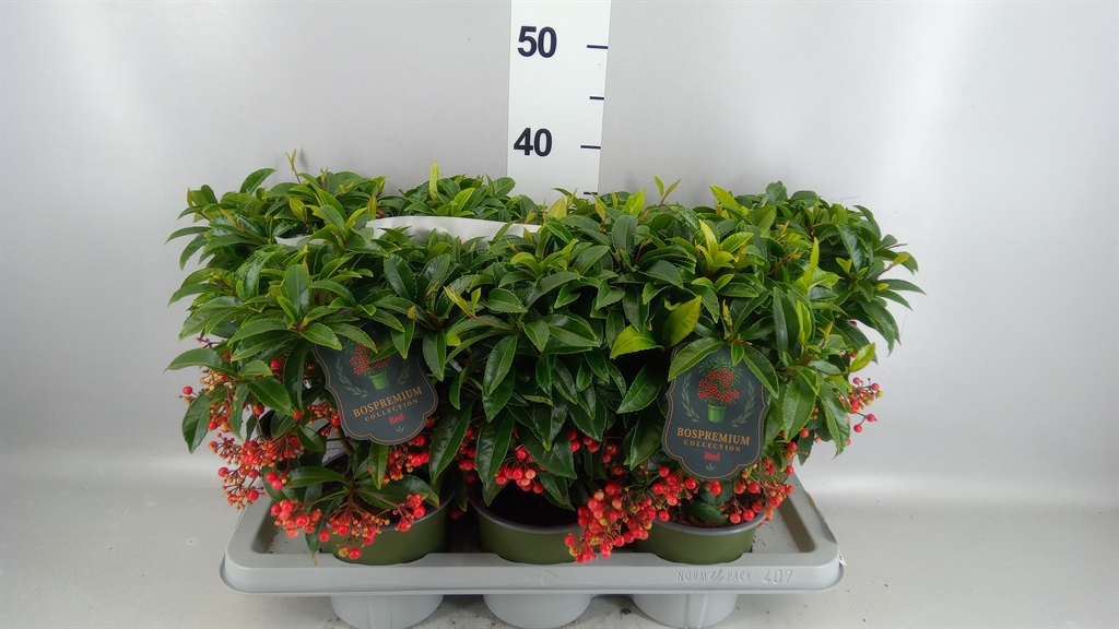 Ardisia Crenata Premium 14Ø 40cm