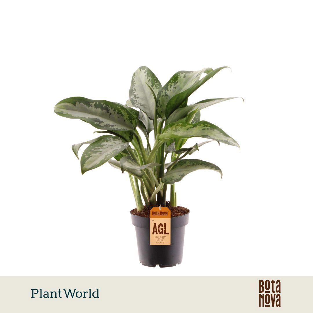 Aglaonema Jubilee 12Ø 40cm