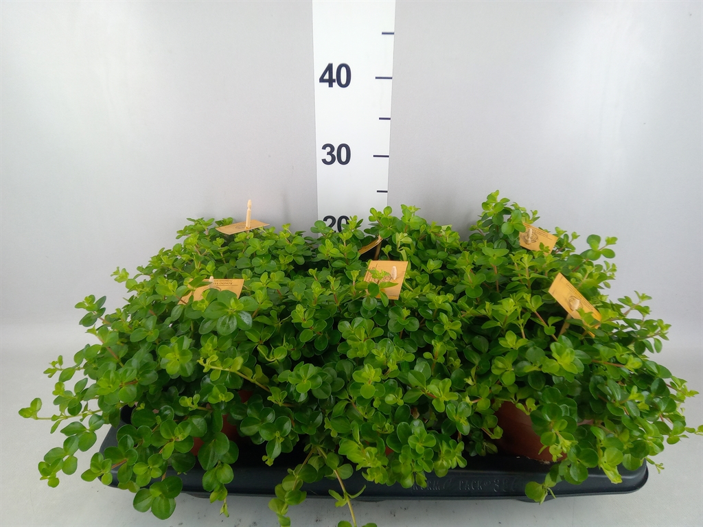 Peperomia Rotundifolia 15Ø 25cm