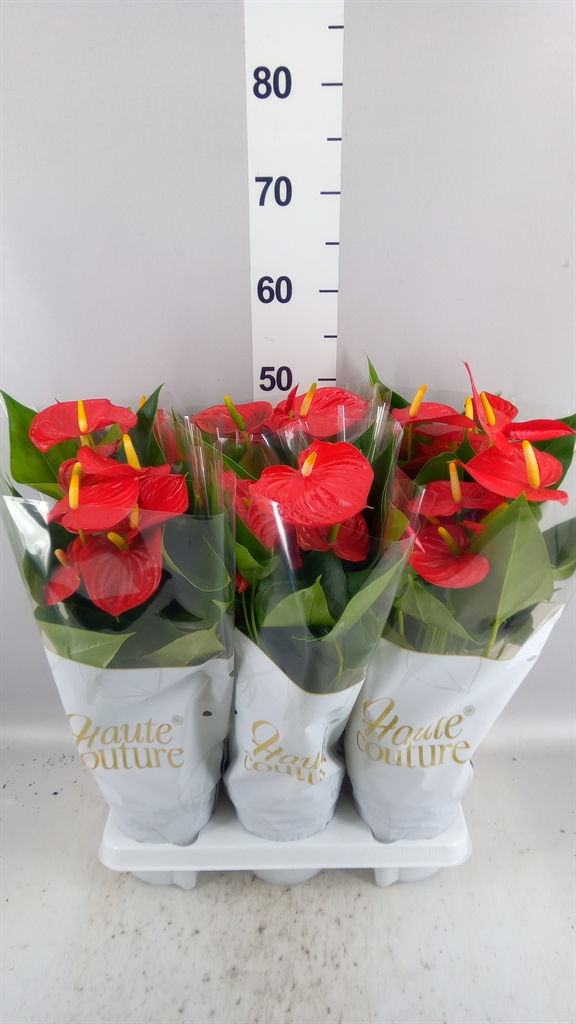 Anthurium Esudo 14Ø 50cm