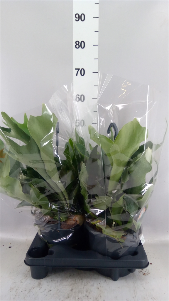 Platycerium Bifurcatum 20Ø 50cm