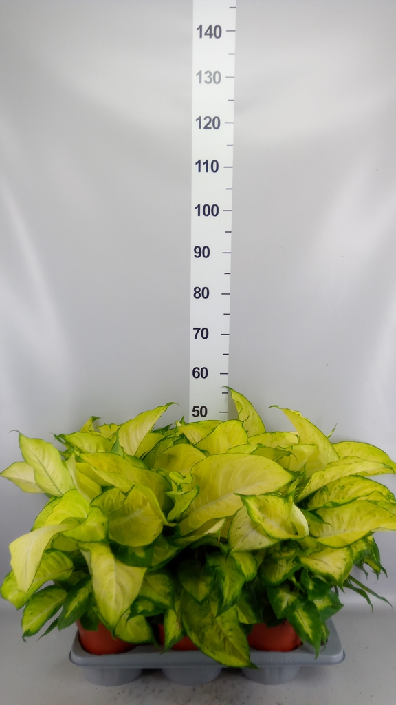 Dieff Seguine Ov 17Ø 50cm
