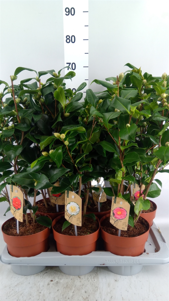 Camellia Mix 3 Colours 17Ø 60cm