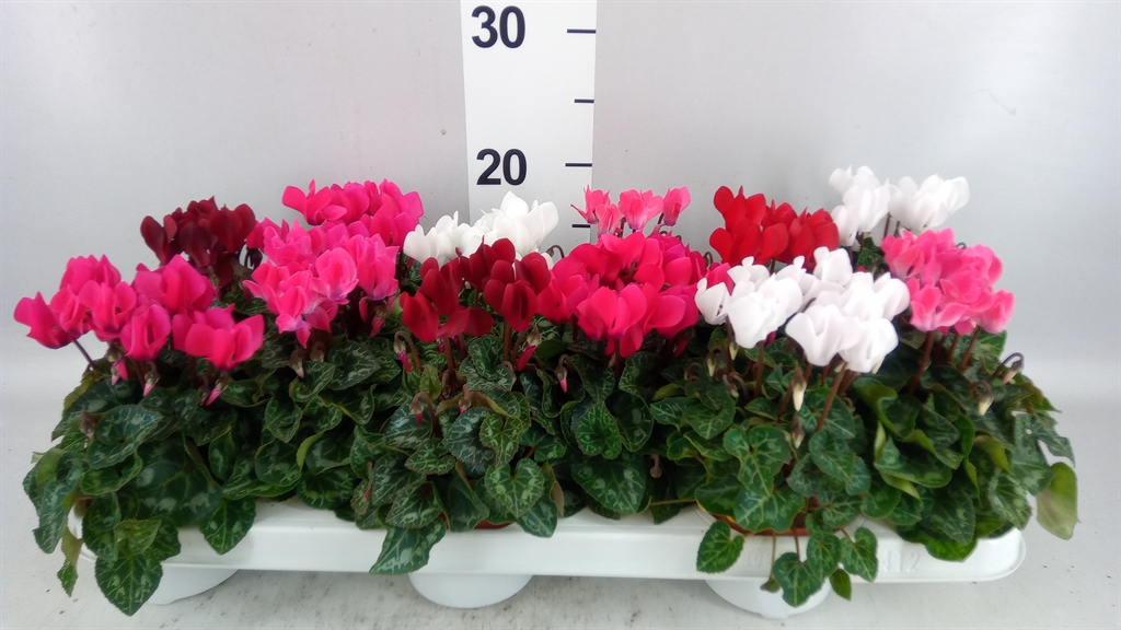 Cyclamen Super Serie Verano 9Ø 17cm